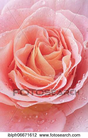 Rosenbluete View Large Photo Image Stock Image - Rosenbluete. Fotosearch