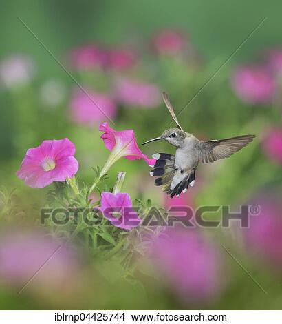 Ruby-throated Hummingbird (Archilochus colubris), female in flight feeding on Petunia flowers, Hill Country, Texas, USA, North America View Large Photo Image Picture - Ruby-throated Hummingbird (Archilochus colubris), female in flight feeding on Petunia flowers, Hill Country, Texas, USA, North America. Fotosearch