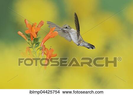 Picture - Ruby-throated Hummingbird (Archilochus colubris), female in flight feeding on Cape Honeysuckle (Tecoma capensis) flower, Hill Country, Texas, USA, North America. Fotosearch