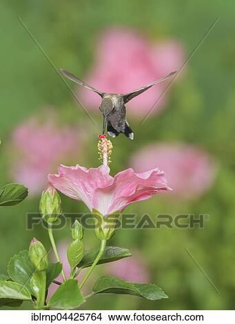 Ruby-throated Hummingbird (Archilochus colubris), young male in flight feeding on Hibiscus flower, Hill Country, Texas, USA, North America View Large Photo Image Picture - Ruby-throated Hummingbird (Archilochus colubris), young male in flight feeding on Hibiscus flower, Hill Country, Texas, USA, North America. Fotosearch