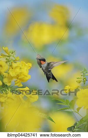 Stock Image - Ruby-throated Hummingbird (Archilochus colubris), male in flight feeding on Yellow bells (Tecoma stans) flower, Hill Country, Texas, USA, North America. Fotosearch