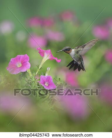 Ruby-throated Hummingbird (Archilochus colubris), male in flight feeding on Petunia flowers, Hill Country, Texas, USA, North America View Large Photo Image Stock Image - Ruby-throated Hummingbird (Archilochus colubris), male in flight feeding on Petunia flowers, Hill Country, Texas, USA, North America. Fotosearch