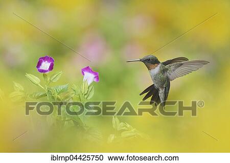 Ruby-throated Hummingbird (Archilochus colubris), male in flight feeding on Wishbone flower (Torenia fournieri), Hill Country, Texas, USA, North America View Large Photo Image Stock Image - Ruby-throated Hummingbird (Archilochus colubris), male in flight feeding on Wishbone flower (Torenia fournieri), Hill Country, Texas, USA, North America. Fotosearch