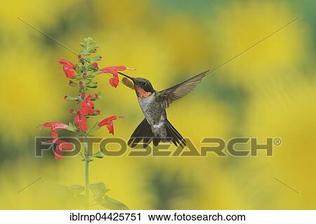 Ruby-throated Hummingbird (Archilochus colubris), male in flight feeding on Tropical Sage (Salvia coccinea) flower, Hill Country, Texas, USA, North America View Large Photo Image Stock Image - Ruby-throated Hummingbird (Archilochus colubris), male in flight feeding on Tropical Sage (Salvia coccinea) flower, Hill Country, Texas, USA, North America. Fotosearch