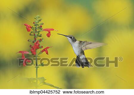 Ruby-throated Hummingbird (Archilochus colubris), female in flight feeding on Tropical Sage (Salvia coccinea) flower, Hill Country, Texas, USA, North America View Large Photo Image Stock Image - Ruby-throated Hummingbird (Archilochus colubris), female in flight feeding on Tropical Sage (Salvia coccinea) flower, Hill Country, Texas, USA, North America. Fotosearch