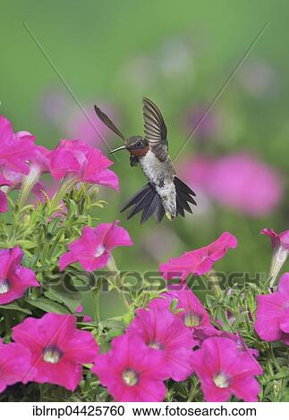 Ruby-throated Hummingbird (Archilochus colubris), male in flight feeding on Petunia flowers, Hill Country, Texas, USA, North America View Large Photo Image Stock Image - Ruby-throated Hummingbird (Archilochus colubris), male in flight feeding on Petunia flowers, Hill Country, Texas, USA, North America. Fotosearch