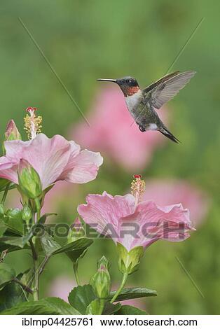 Ruby-throated Hummingbird (Archilochus colubris), male in flight feeding on Hibiscus flower, Hill Country, Texas, USA, North America View Large Photo Image Stock Image - Ruby-throated Hummingbird (Archilochus colubris), male in flight feeding on Hibiscus flower, Hill Country, Texas, USA, North America. Fotosearch