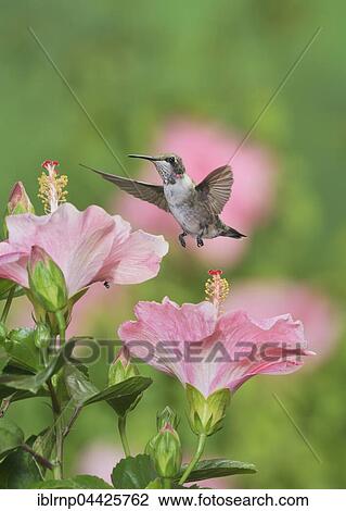 Ruby-throated Hummingbird (Archilochus colubris), young male in flight feeding on Hibiscus flower, Hill Country, Texas, USA, North America View Large Photo Image Stock Image - Ruby-throated Hummingbird (Archilochus colubris), young male in flight feeding on Hibiscus flower, Hill Country, Texas, USA, North America. Fotosearch