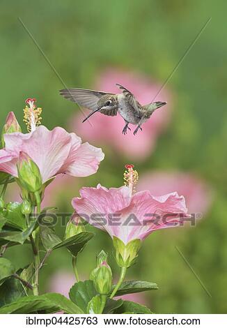 Stock Image - Ruby-throated Hummingbird (Archilochus colubris), young male in flight feeding on Hibiscus flower, Hill Country, Texas, USA, North America. Fotosearch