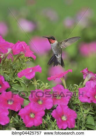 Ruby-throated Hummingbird (Archilochus colubris), male in flight feeding on Petunia flowers, Hill Country, Texas, USA, North America View Large Photo Image Stock Photo - Ruby-throated Hummingbird (Archilochus colubris), male in flight feeding on Petunia flowers, Hill Country, Texas, USA, North America. Fotosearch