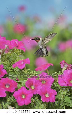 Ruby-throated Hummingbird (Archilochus colubris), male in flight feeding on Petunia flowers, Hill Country, Texas, USA, North America View Large Photo Image Stock Photo - Ruby-throated Hummingbird (Archilochus colubris), male in flight feeding on Petunia flowers, Hill Country, Texas, USA, North America. Fotosearch