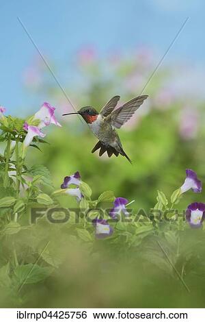 Ruby-throated Hummingbird (Archilochus colubris), male in flight feeding on Wishbone flower (Torenia fournieri), Hill Country, Texas, USA, North America View Large Photo Image Stock Photograph - Ruby-throated Hummingbird (Archilochus colubris), male in flight feeding on Wishbone flower (Torenia fournieri), Hill Country, Texas, USA, North America. Fotosearch