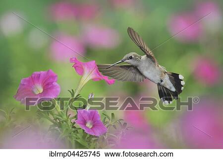 Ruby-throated Hummingbird (Archilochus colubris), female in flight feeding on Petunia flowers, Hill Country, Texas, USA, North America View Large Photo Image Stock Photography - Ruby-throated Hummingbird (Archilochus colubris), female in flight feeding on Petunia flowers, Hill Country, Texas, USA, North America. Fotosearch