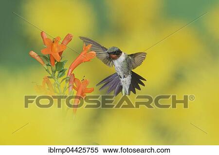 Ruby-throated Hummingbird (Archilochus colubris), male in flight feeding on Cape Honeysuckle (Tecoma capensis) flower, Hill Country, Texas, USA, North America View Large Photo Image Stock Photography - Ruby-throated Hummingbird (Archilochus colubris), male in flight feeding on Cape Honeysuckle (Tecoma capensis) flower, Hill Country, Texas, USA, North America. Fotosearch