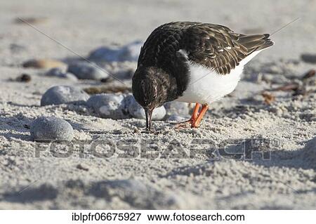 Stock Photo - Ruddy turnstone (Arenaria interpres), Germany, Europe. Fotosearch