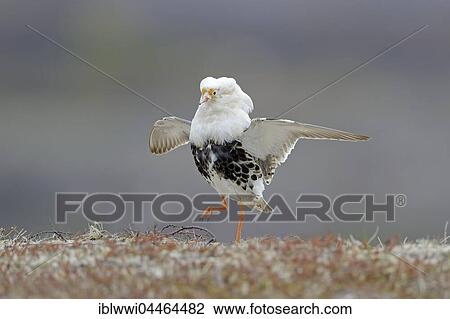 Ruff (Philomachus pugnax), at lek, displaying in nuptial plumage, Varanger Peninsula, Norway, Europe View Large Photo Image Stock Image - Ruff (Philomachus pugnax), at lek, displaying in nuptial plumage, Varanger Peninsula, Norway, Europe. Fotosearch