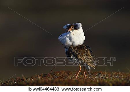 Ruff (Philomachus pugnax), at lek, displaying in nuptial plumage, Varanger Peninsula, Norway, Europe View Large Photo Image Stock Image - Ruff (Philomachus pugnax), at lek, displaying in nuptial plumage, Varanger Peninsula, Norway, Europe. Fotosearch