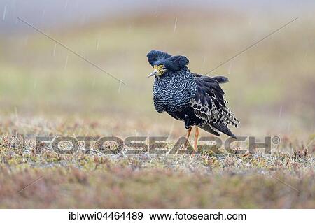 Ruff (Philomachus pugnax), at lek, displaying in nuptial plumage during rainfall, Varanger Peninsula, Norway, Europe View Large Photo Image Stock Photo - Ruff (Philomachus pugnax), at lek, displaying in nuptial plumage during rainfall, Varanger Peninsula, Norway, Europe. Fotosearch
