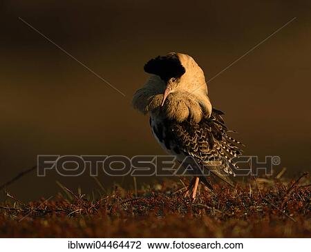 Ruff (Philomachus pugnax) displaying in nuptial plumage under midnight sun, Varanger Peninsula, Norway, Europe View Large Photo Image Stock Image - Ruff (Philomachus pugnax) displaying in nuptial plumage under midnight sun, Varanger Peninsula, Norway, Europe. Fotosearch