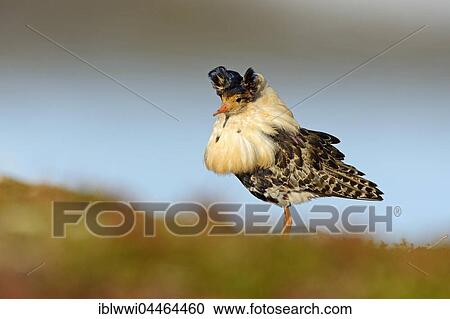 Stock Image - Ruff (Philomachus pugnax) displaying, Norway, Europe. Fotosearch