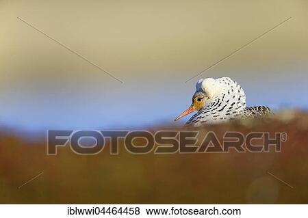 Stock Photo - Ruff (Philomachus pugnax) displaying, Varanger Peninsula, Norway, Europe. Fotosearch