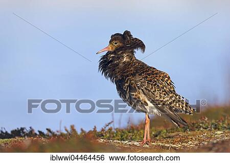 Stock Photograph - Ruff (Philomachus pugnax) displaying, Varanger Peninsula, Norway, Europe. Fotosearch