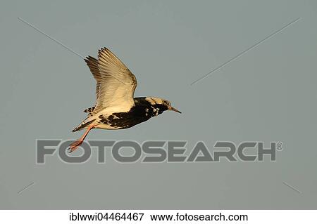 Ruff (Philomachus pugnax) in flight, Norway, Europe View Large Photo Image Stock Photo - Ruff (Philomachus pugnax) in flight, Norway, Europe. Fotosearch