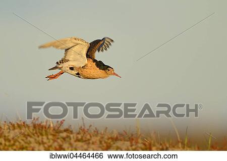 Ruff (Philomachus pugnax) in flight, Norway, Europe View Large Photo Image Stock Photograph - Ruff (Philomachus pugnax) in flight, Norway, Europe. Fotosearch