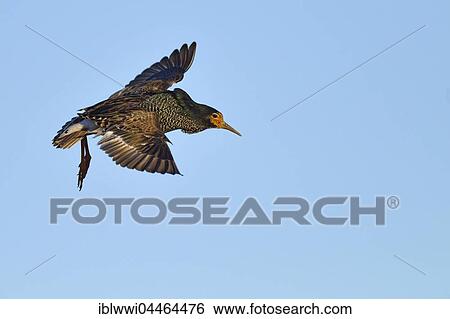 Ruff (Philomachus pugnax) in flight, Norway, Europe View Large Photo Image Stock Photograph - Ruff (Philomachus pugnax) in flight, Norway, Europe. Fotosearch