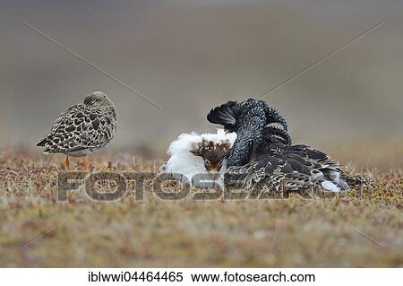 Ruffs and reeve (Philomachus pugnax) displaying, Varanger Peninsula, Norway, Europe View Large Photo Image Stock Photography - Ruffs and reeve (Philomachus pugnax) displaying, Varanger Peninsula, Norway, Europe. Fotosearch
