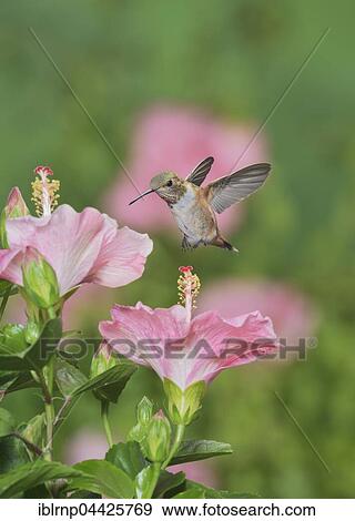 Rufous Hummingbird (Selasphorus rufus), young male on blooming Hibiscus flower, Hill Country, Texas, USA, North America View Large Photo Image Stock Photo - Rufous Hummingbird (Selasphorus rufus), young male on blooming Hibiscus flower, Hill Country, Texas, USA, North America. Fotosearch