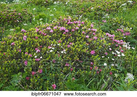 Rusty-leaved alpenrose (Rhododendron ferrugineum), Valais, Switzerland, Europe View Large Photo Image Stock Photo - Rusty-leaved alpenrose (Rhododendron ferrugineum), Valais, Switzerland, Europe. Fotosearch