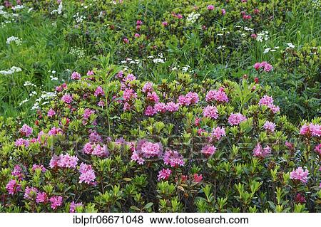 Rusty-leaved alpenrose (Rhododendron ferrugineum), Valais, Switzerland, Europe View Large Photo Image Stock Photo - Rusty-leaved alpenrose (Rhododendron ferrugineum), Valais, Switzerland, Europe. Fotosearch