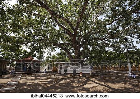 Sacred fig or bodhi (Ficus religiosa) tree, Weherahena Temple, Matara, Southern Province, Sri Lanka, Asia View Large Photo Image Stock Image - Sacred fig or bodhi (Ficus religiosa) tree, Weherahena Temple, Matara, Southern Province, Sri Lanka, Asia. Fotosearch