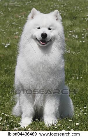 Samoyed, male dog, 6 years, North Rhine-Westphalia, Germany, Europe View Large Photo Image Stock Photo - Samoyed, male dog, 6 years, North Rhine-Westphalia, Germany, Europe. Fotosearch