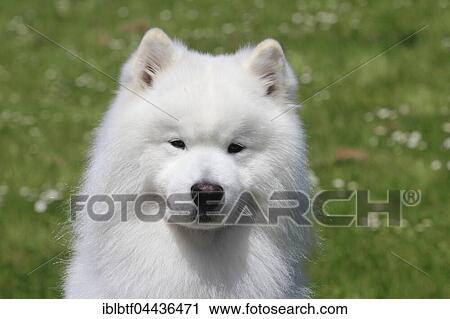 Samoyed, portrait, male dog, 6 years, North Rhine-Westphalia, Germany, Europe View Large Photo Image Stock Image - Samoyed, portrait, male dog, 6 years, North Rhine-Westphalia, Germany, Europe. Fotosearch