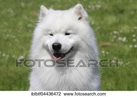 Stock Image - Samoyed, portrait, male dog, 6 years, North Rhine-Westphalia, Germany, Europe. Fotosearch