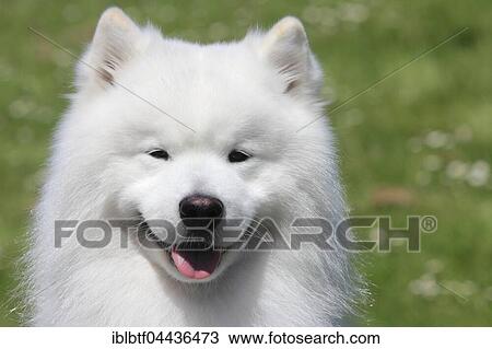 Samoyed, portrait, male dog, 6 years, North Rhine-Westphalia, Germany, Europe View Large Photo Image Stock Image - Samoyed, portrait, male dog, 6 years, North Rhine-Westphalia, Germany, Europe. Fotosearch