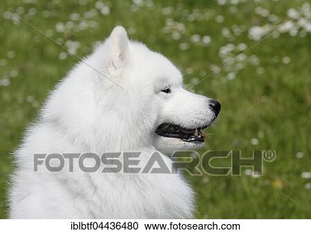 Samoyed, portrait, male dog, 6 years, North Rhine-Westphalia, Germany, Europe View Large Photo Image Stock Image - Samoyed, portrait, male dog, 6 years, North Rhine-Westphalia, Germany, Europe. Fotosearch