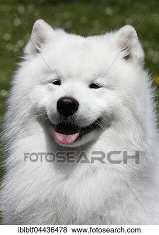 Stock Photo - Samoyed, portrait, male dog, 6 years, North Rhine-Westphalia, Germany, Europe. Fotosearch