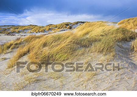 Sand dune island dune, Helgoland, Germany, Europe View Large Photo Image Stock Photo - Sand dune island dune, Helgoland, Germany, Europe. Fotosearch