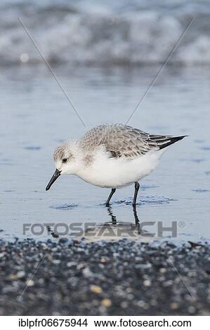 Sanderling (Calidris alba), Germany, Europe View Large Photo Image Picture - Sanderling (Calidris alba), Germany, Europe. Fotosearch