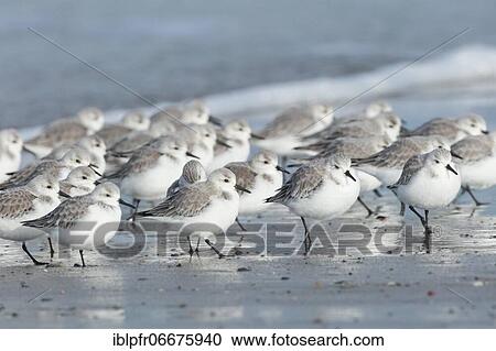 Sanderling, Calidris alba, Germany, Europe View Large Photo Image Stock Image - Sanderling, Calidris alba, Germany, Europe. Fotosearch