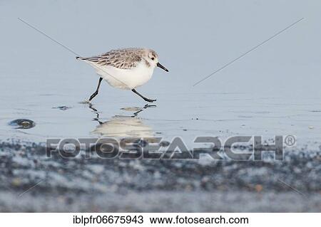 Sanderling, Calidris alba, Germany, Europe View Large Photo Image Stock Image - Sanderling, Calidris alba, Germany, Europe. Fotosearch