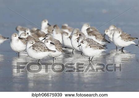 Stock Photo - Sanderling, Calidris alba, Germany, Europe. Fotosearch