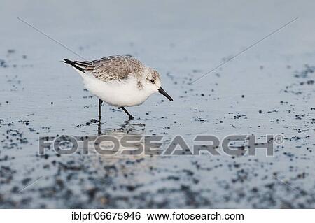 Stock Photograph - Sanderling, Calidris alba, Germany, Europe. Fotosearch