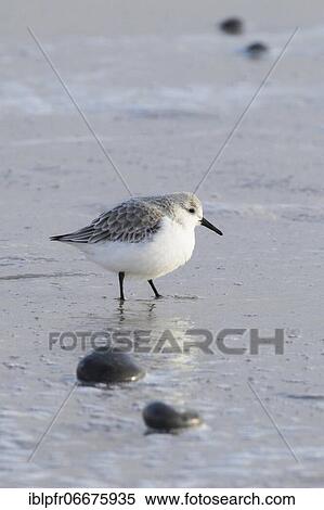 Sanderling, Calidris alba, Germany, Europe View Large Photo Image Stock Photography - Sanderling, Calidris alba, Germany, Europe. Fotosearch