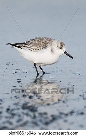 Sanderling, Calidris alba, Germany, Europe View Large Photo Image Stock Photography - Sanderling, Calidris alba, Germany, Europe. Fotosearch