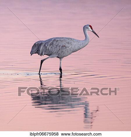 Stock Photo - Sandhill crane (Grus canadensis), New Mexico, USA, North America. Fotosearch
