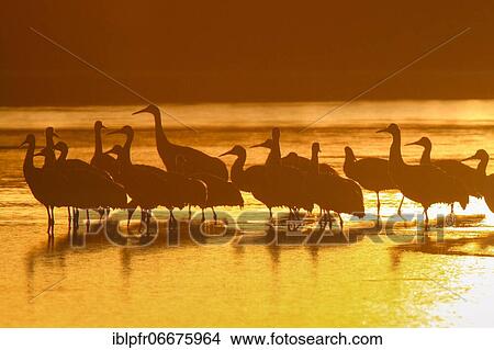 Sandhill crane (Grus canadensis), Sandhill crane, group standing in water at sunrise, wintering grounds, Bosque del Apache National Wildlife Refuge, New Mexico, USA, North America View Large Photo Image Picture - Sandhill crane (Grus canadensis), Sandhill crane, group standing in water at sunrise, wintering grounds, Bosque del Apache National Wildlife Refuge, New Mexico, USA, North America. Fotosearch